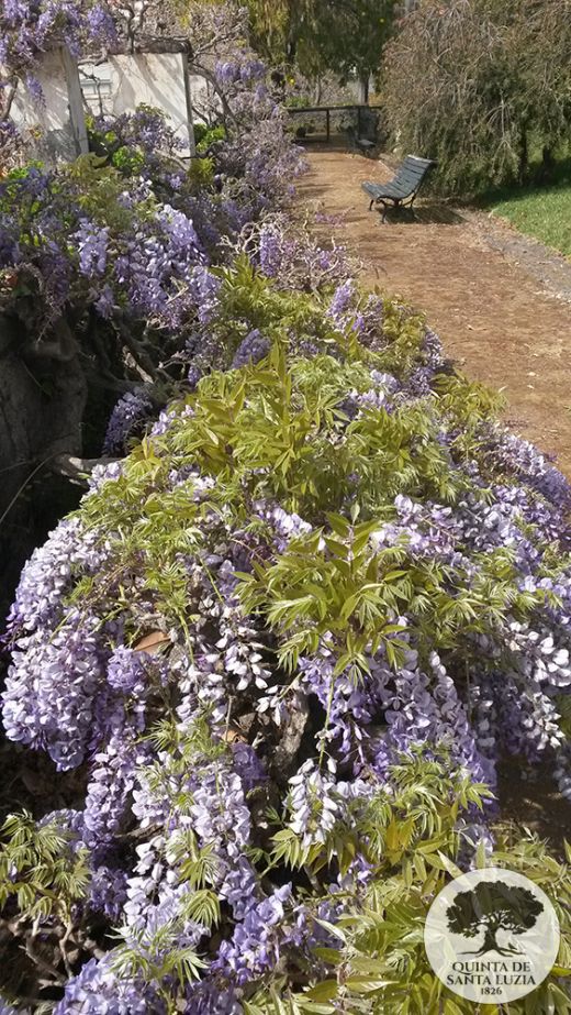 wisteria-in-bloom