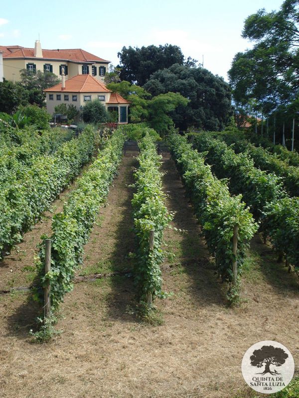 008-vineyard-and-main-house