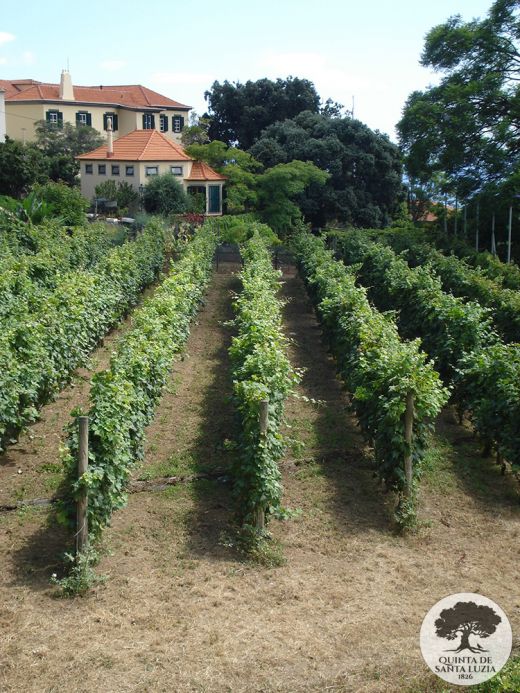 vineyard-and-main-house