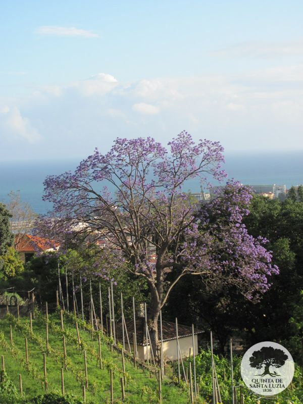 vineyard