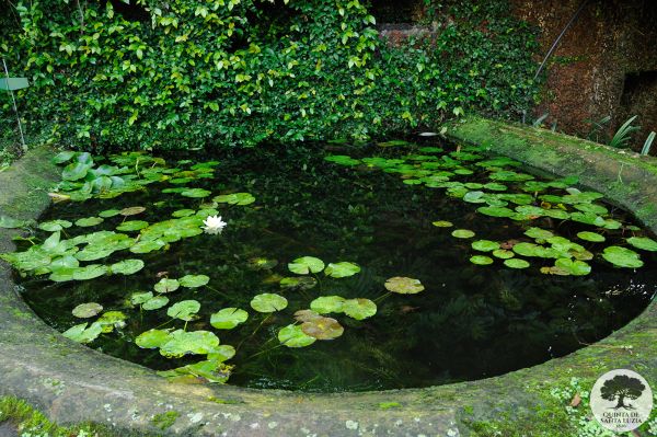 pond