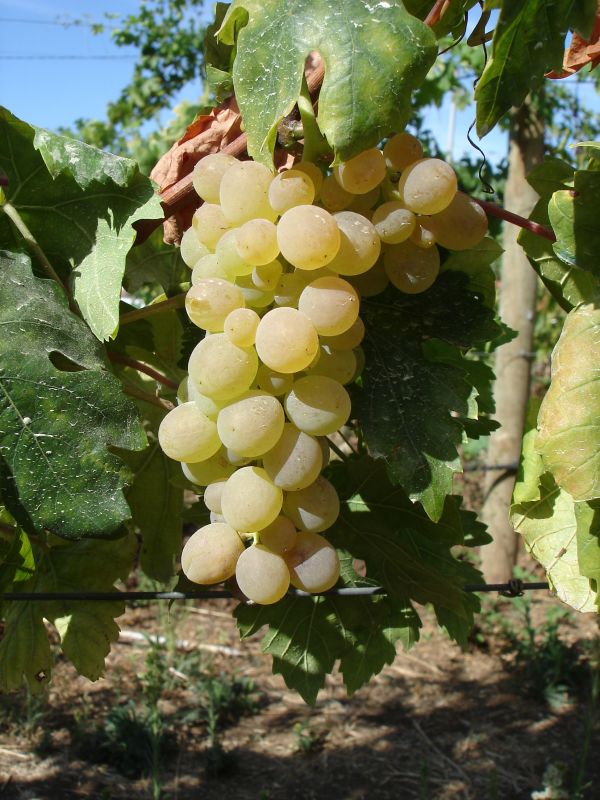 grapes qsl