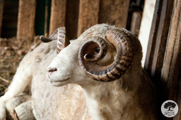 sheep-farm